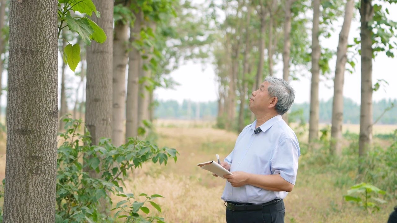 △范国强在泡桐种植基地观察二倍体泡桐与四倍体泡桐杂交成效。 （图片由受访者提供）.jpg