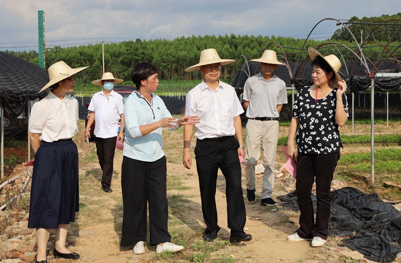 陈正理考察钦南区久隆镇沉香苗木基地.jpg