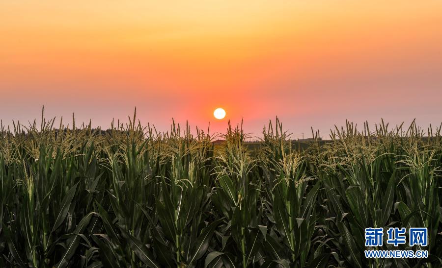 这是2020年7月23日拍摄的吉林省梨树县国家百万亩绿色食品原料（玉米）标准化生产基地核心示范区。新华社记者 许畅 摄