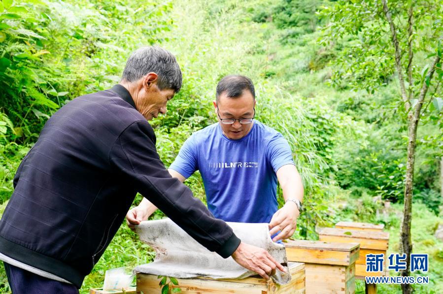 2020年7月7日，中益乡华溪村驻村第一副书记罗风华（右）查看贫困户谭登周养殖的中华蜜蜂蜂蜜生产情况。新华社记者 刘潺 摄