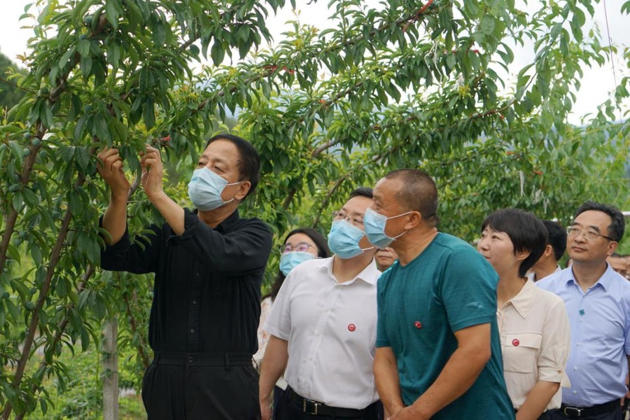 2020年6月10日-11日,九三学社中央主席武维华率队赴四川省旺苍县调研社中央定点扶贫和“九广合作”工作情况。图为6月10日,武维华在张华镇松浪村脆红李产业园区调研。.jpg